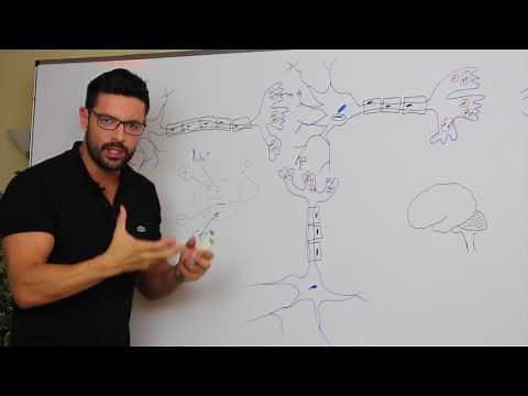 GABA NEUROTRANSMITTER