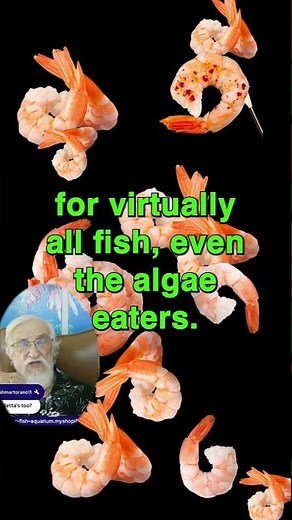 All FISH EAT This | Fish food for you!