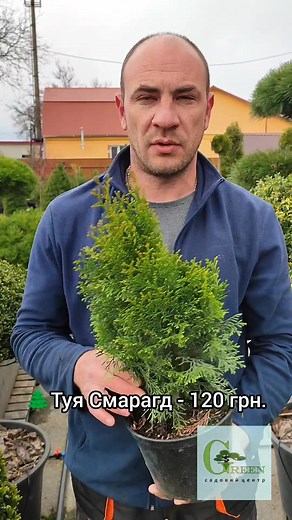 green.kh.ua ⬅️ Інстаграм для замовлення.🌲 Садовий центр Green.🌲Туя західна Смарагд. 🔥Акційна ціна - 120 грн. ✅Висота рослини - 35-45 см. ✅Контейнер - 2 л. ✅Пакування - 100 грн. ✅ Замовити можна від 4 шт. будь-яку парну кількість! 🌲Оглянути та купити можна у садовому центрі «Green», м. Хмельницький, вул. Тернопільська 9. 🌲Можлива доставка по Україні НП і перевізниками 🇺🇦🇺🇦🇺🇦🚛 #акція #туя #туязападная #туязахідна #купититую #туяукраїна #greenkhua #смарагд #хмельницький #продажарастений