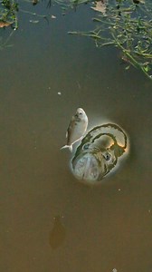 84K views · 528 reactions | Gulp  | The Fish Whisperer | Facebook