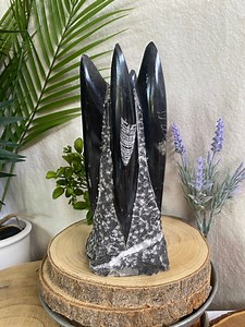 Orthoceras Fossil - Etsy UK