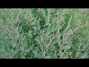 I like growing Eastern Red Cedar Trees