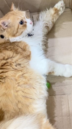 Ball not found. (Please check under the sofa). #like #cat #subscribe #shorts #youtubeshorts #yt