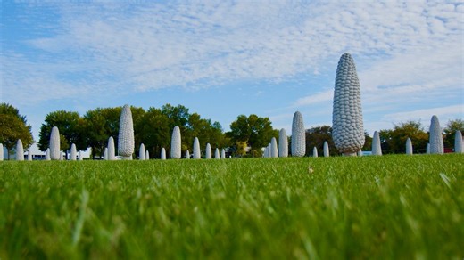 Exploring Ohio: Field of Corn with Orange Osage Trees