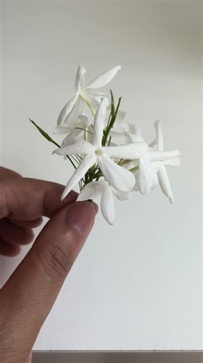 TikTokでCrazy Jasmine Officialさんをチェック！