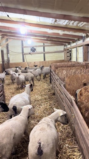 Lambing and Calving Barn Tour: Part 4 Insights