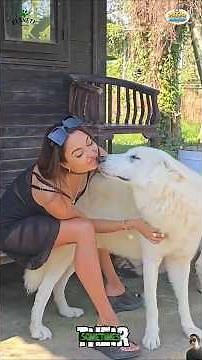 This is what pure animal love actually looks like 🥺❤️ #animals #animallove #viral