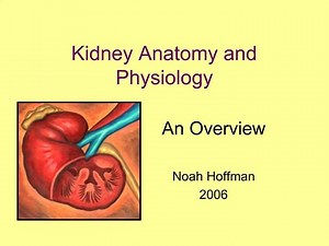 Kidney Anatomy and Physiology - SlideServe