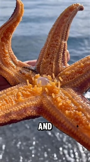 The real way starfish eat #animals #informative #facts #starfish h