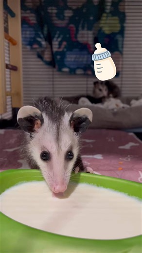 Lucky the opossum - Lucky’s Legacy on Reels