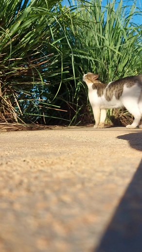 1.6K views · 20 reactions | Taia | ແປພາສາ BHO Translation Services | Facebook