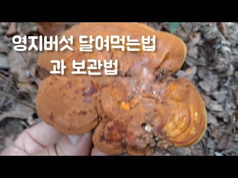 🍄🍄영지버섯 달여먹는법 과 보관법 /버섯산행 건강 항암 