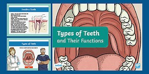 Types of Teeth and Their Functions PowerPoint for 3rd-5th Grade