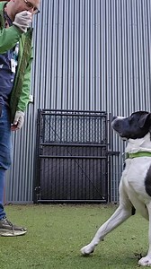 ADOPTED: We don't know where these rain clouds came from, but Apollo wants you to know he tried his best to bring the sun out! And he's trying is doggone darnedest to find his new family, so we'll shine a little light on this good boy. He came to us through our friends at the Whatcom Humane Society last Saturday. He'd been part of a seizure case involving more than 20 dogs, and he enjoyed play groups back at WHS. Unlike the sun, Apollo is easy enough to harness but, just like that Greek god, he 