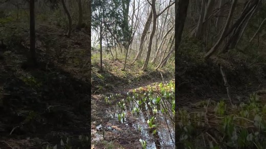 佐渡の春のお散歩🌸水芭蕉