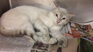 1.2K views · 109 reactions | RESCUED BY 2X2 RESCUE! MOHICA - ID...