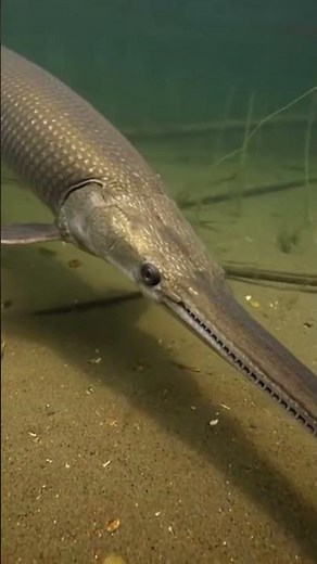 Encounter the Ancient Alligator Gar A River Monster's Wild Life Up Close 🐊