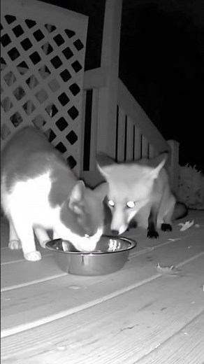 Fox eats from cats bowl