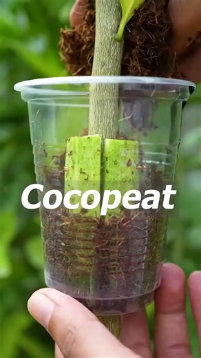 How to propagate lemon tree by air layering method | Easy Plant Cloning Method for Beginners