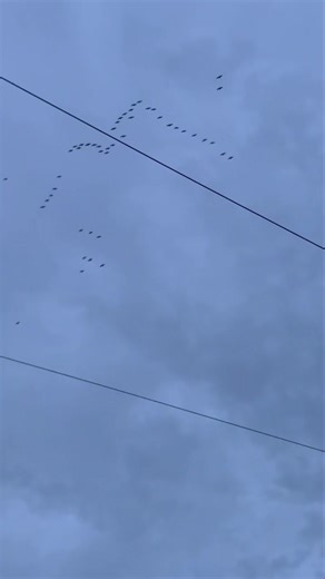 Finished for the day, Chauffeur driven by Justin to drop off parcels for posting and delivering to a super lovely new customer in our Village 🥰 Thinking about making a cuppa and my favourite friends do a flyover for me. Perfect timing 🪿 ❤️ (I am obsessed with Canadian Geese ☺️) | Crafty Little Sew and so