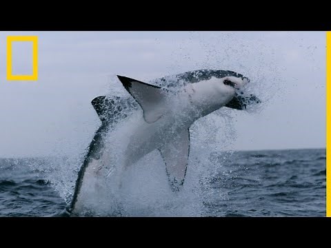 Tiburones 101 | National Geographic en Español