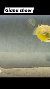 This video wants to show how to catch zebradoghead fish, there is no abuse, people will need food #reelsvideo #reels #reelsfb #fish #Zebra #Fish #zebradoghead #fisheat #eat #amazing #zebradoghead #zebradog #zebra #dog #head #animal #wildlife #nature | Giana Show