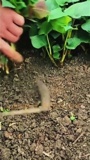 Next Level Planting Skills #Agriculture #FarmingTips #LabeeqAgriFarm