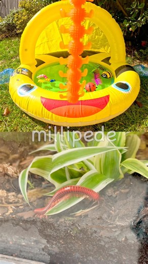 Kids Learn | Bug Insect Names at the Bumblebee Pool: Spider Snail Leaf Insect Millipede