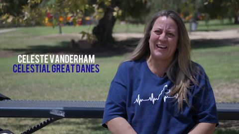 GENTLE GIANT ALERT! The Surprising Truth About Great Danes