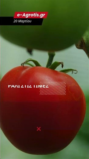 ΜΕΙΟΝ 50% Η ΝΤΟΜΑΤΑ ΣΤΗΝ ΙΕΡΑΠΕΤΡΑ! ΕΚΤΟΞΕΥΣΗ ΤΙΜΩΝ ΣΤΑ ΥΨΗ ΚΑΙ ΠΑΝΙΚΟΣ ΜΕ ΤΑ ΜΕΤΑΦΟΡΙΚΑ