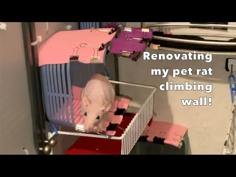 Renovating My Pet Rats Climbing Wall!