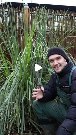 Arthur Zilleckens | Pampasgras nach dem Winter wieder auf Vordermann bringen🌱 Ich zeige dir, wie ich es mache und was es zu beachten gibt. Auf Youtube... | Instagram