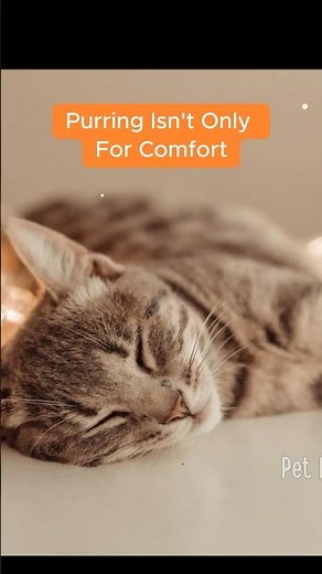 How Purring Helps Cats Feel Safe 🐾
