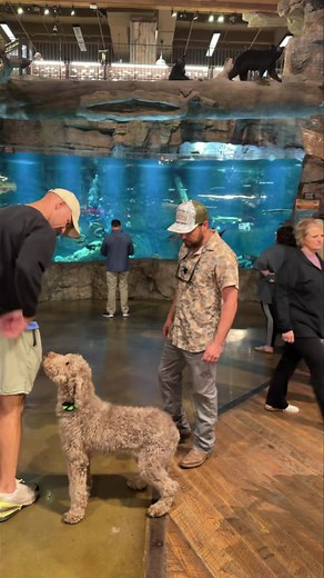 1.3K views · 18 reactions | We have thoroughly enjoyed having Canela under our care! She has made leaps and bounds and is going home soon to be a service dog. We can not wait to teach her owner exactly how to maintain this fine tuned specimen! #holtstrainingacademy #dogtraining #servicedog #obedience #dogsofinstagram #dogsoftiktok #standardpoodle | Holt's Training Academy | Facebook