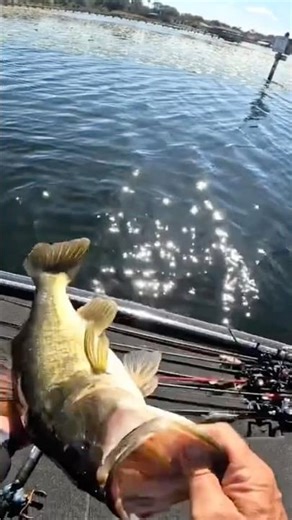 Chunker On The ChatterBug!! #bassfishing #fishing #fish