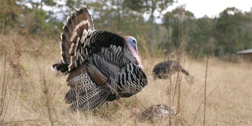 Wisconsin DNR announces results from spring turkey season