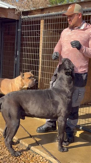 Cuidado Canino: Medicación y Limpieza en el Frío