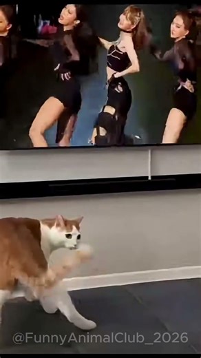 #pets #funny #dog #shorts