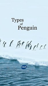 Nature is full of wonders. 🐧 Happy Penguin Awareness Day! If you weren't aware before, you are now. #Penguin #penguintok #VTechToys #ItsMoreThanAToy #penguinawarenessday | VTech Toys USA