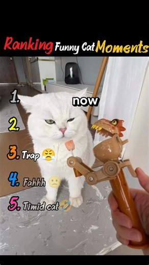 Funny Cat moments 😺🤣...#shorts #ytshorts #viral #viralshorts #zeroz ranks