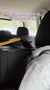 Big Baby the Cat's Vet Visit!