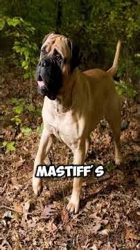 Bullmastiffs Were Bred to Stop Full-Grown Men