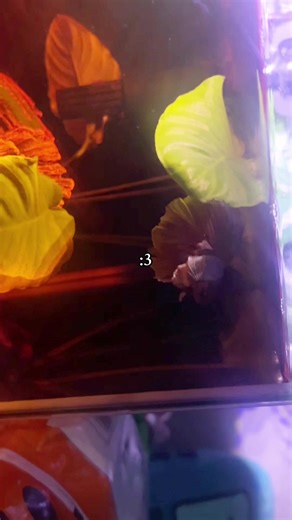 Betta Fish Care Tips for Beginners