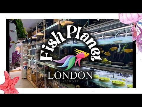 Fish Planet London Tour | Inside London’s Award-Winning Aquarium Store