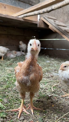 First Look at Our Baby Chick 🐥