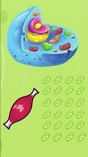 Mitochondria the powerhouses of the cell #Shorts