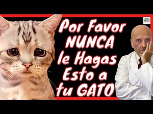 ⛔️35 THINGS YOU SHOULD NOT DO WITH YOUR CAT ⛔️