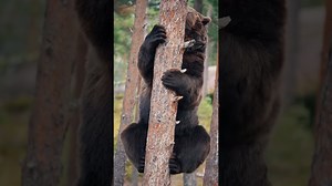 Bears smile and play in ways that make you laugh instantly