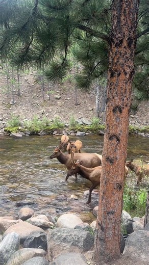 Exploring Estes Park: A Journey With Elk
