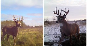 Whitetail Video: Pursuing a 9.5-Year-Old Saskatchewan Bruiser | Grand View Outdoors